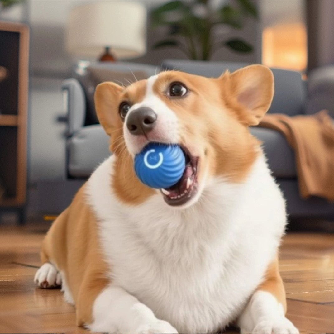 Dog Chaser Ball